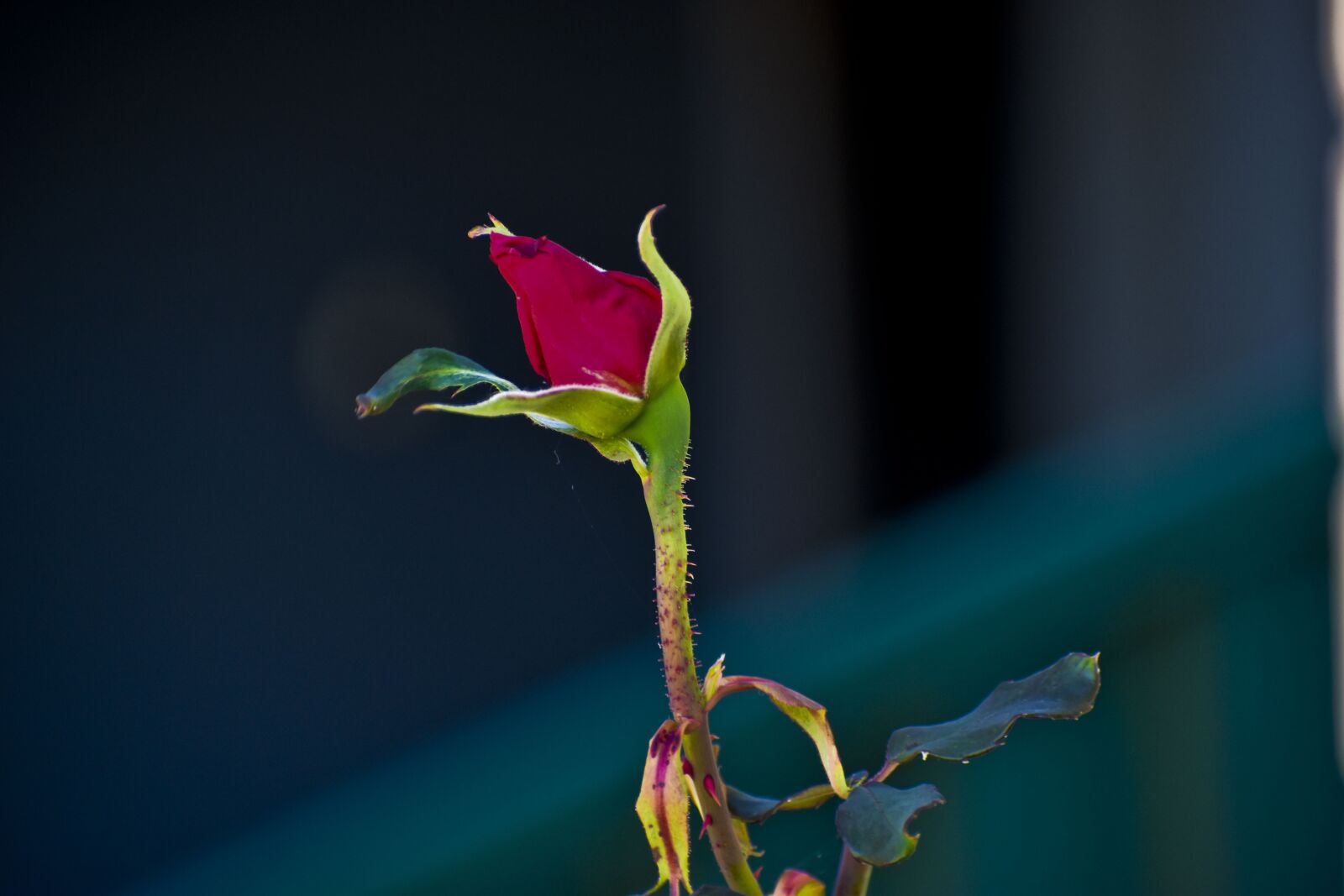Nikon D3500 sample photo. Rose, flower, bud photography