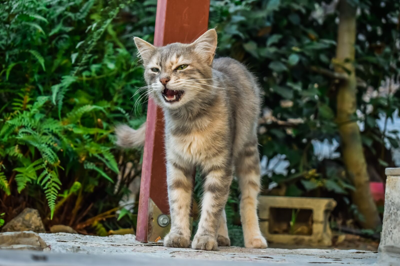 Nikon D3300 sample photo. Meow, cat, stray photography