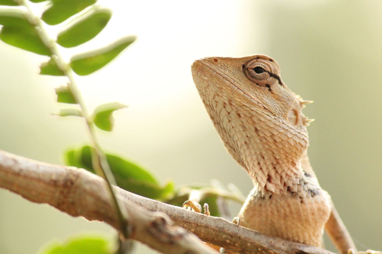 Canon EF-S 55-250mm F4-5.6 IS II sample photo. Lizard, wildlife, animal photography
