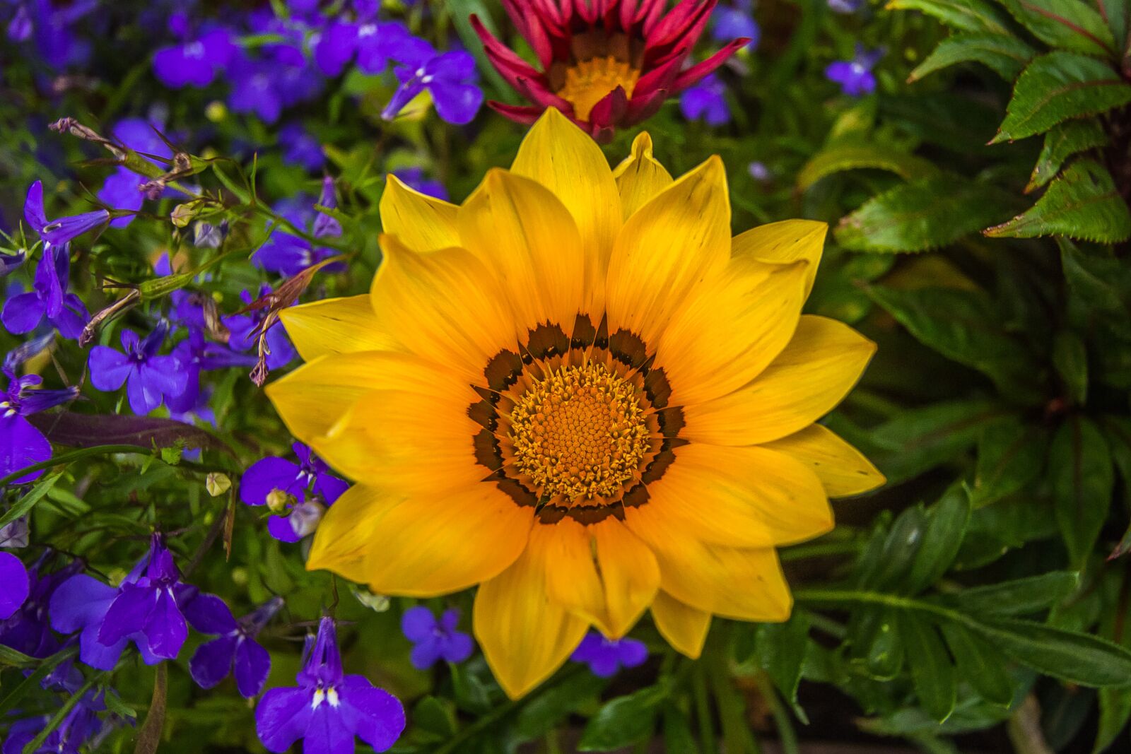 Canon EF-S 10-22mm F3.5-4.5 USM sample photo. Colorful flowers, nature, garden photography