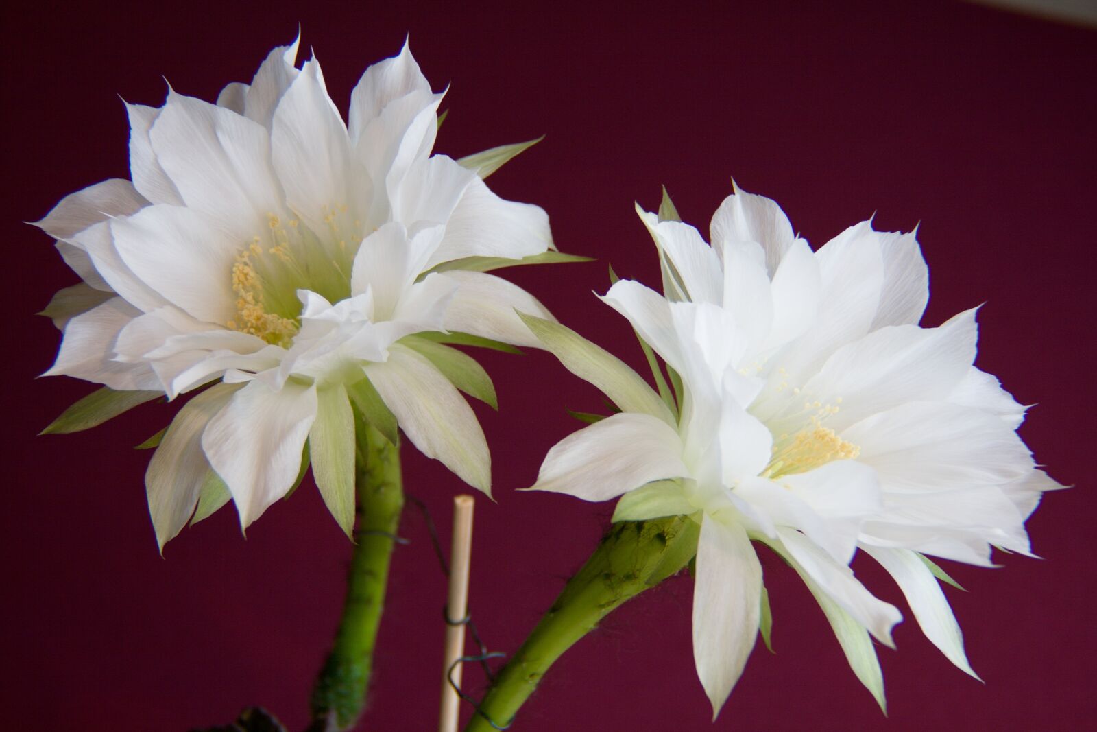 Canon EF-S 18-55mm F3.5-5.6 II sample photo. Cactus, white, flower photography
