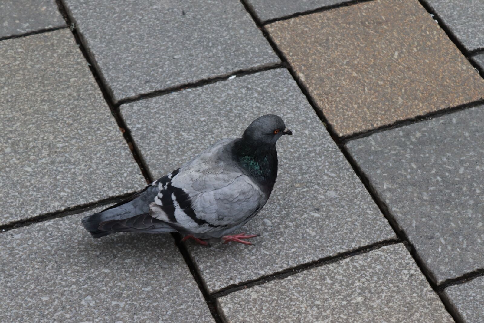 Canon EOS 250D (EOS Rebel SL3 / EOS Kiss X10 / EOS 200D II) sample photo. Pigeon, bird, animal photography