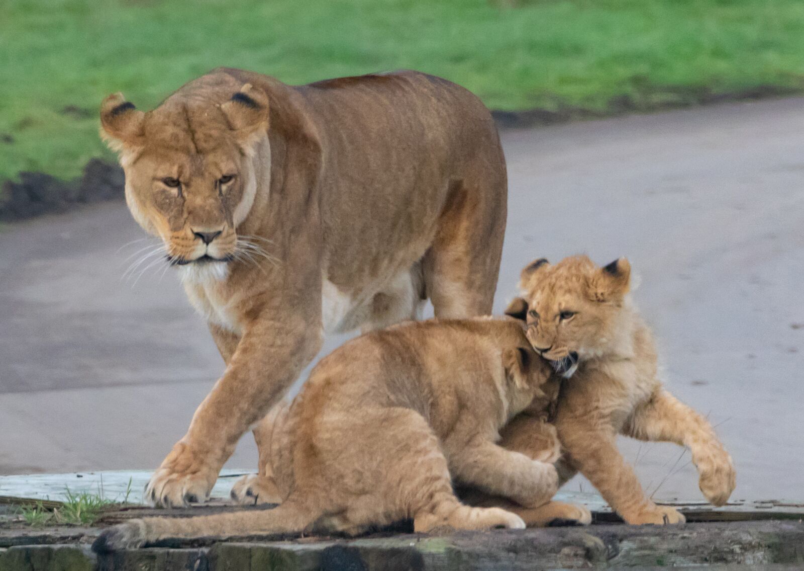 Canon EOS 7D Mark II sample photo. Lioness, mother, cubs photography