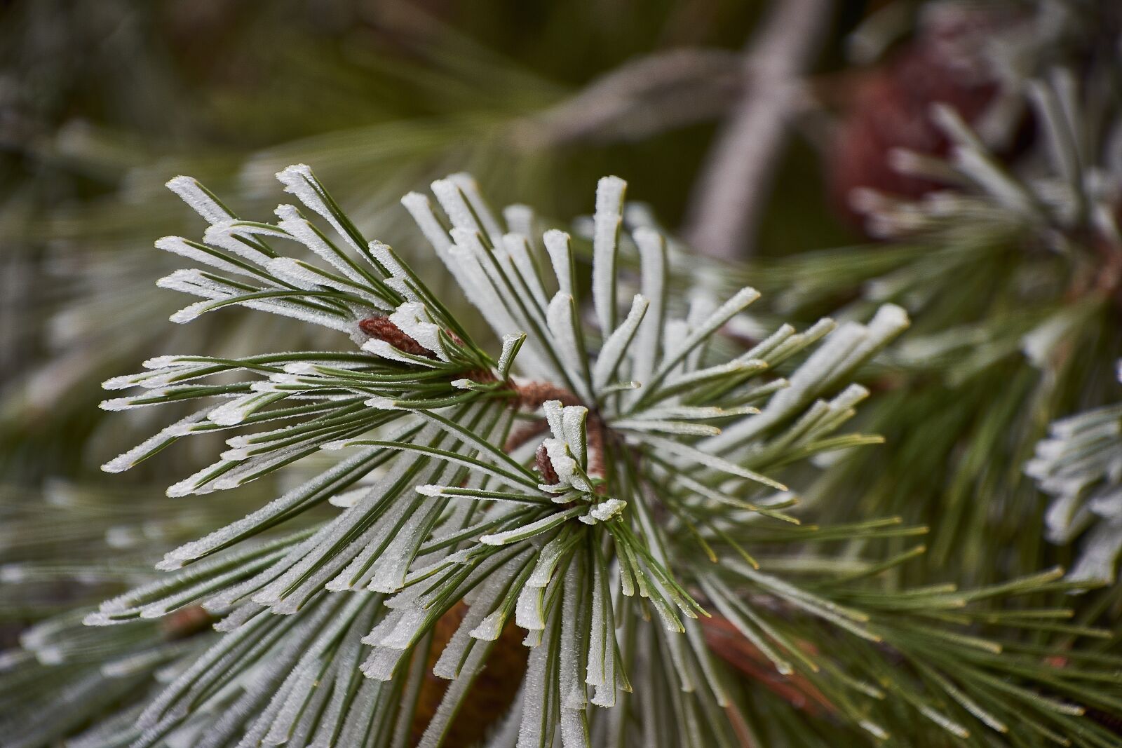 Nikon D7200 sample photo. Outbreaks, frozen, frost photography