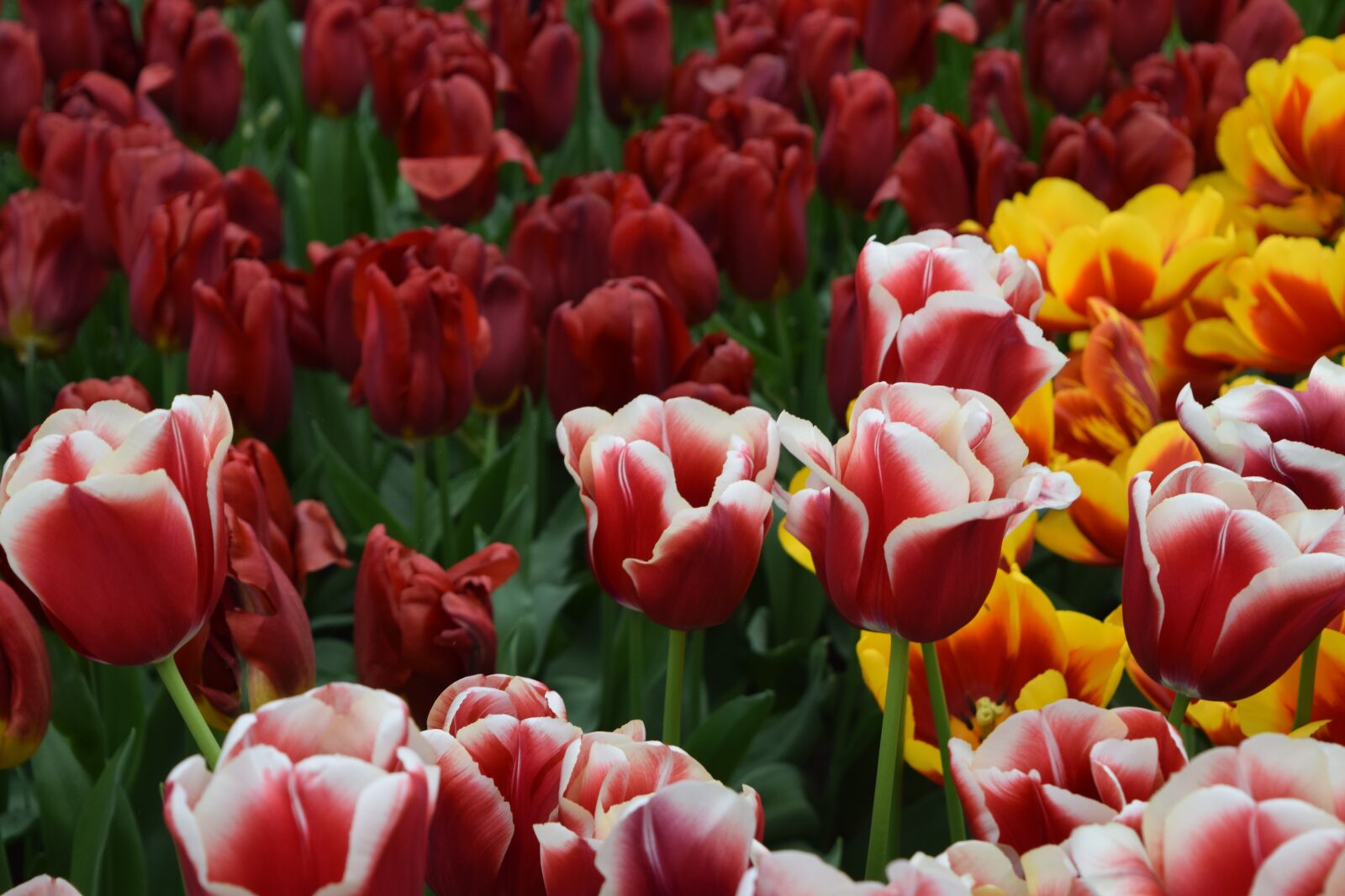 Nikon D3300 sample photo. Tulip, tulips, red photography
