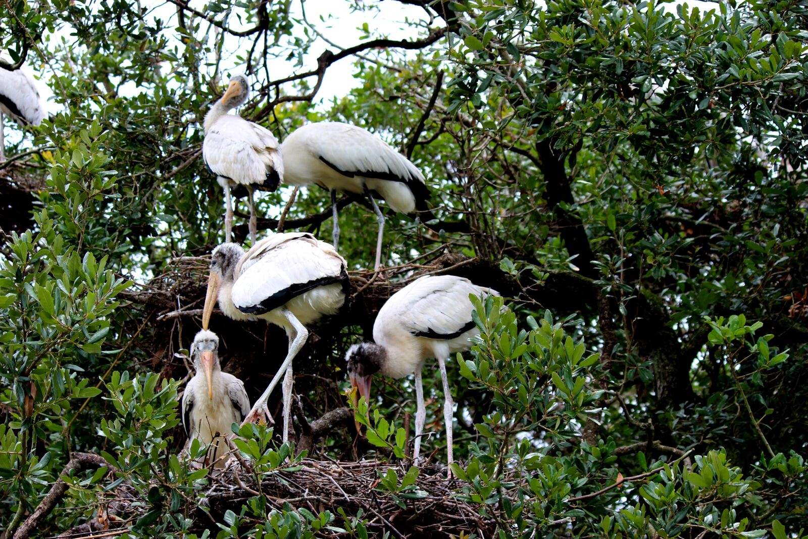 Canon EOS 600D (Rebel EOS T3i / EOS Kiss X5) sample photo. Bird, nest, pelican photography