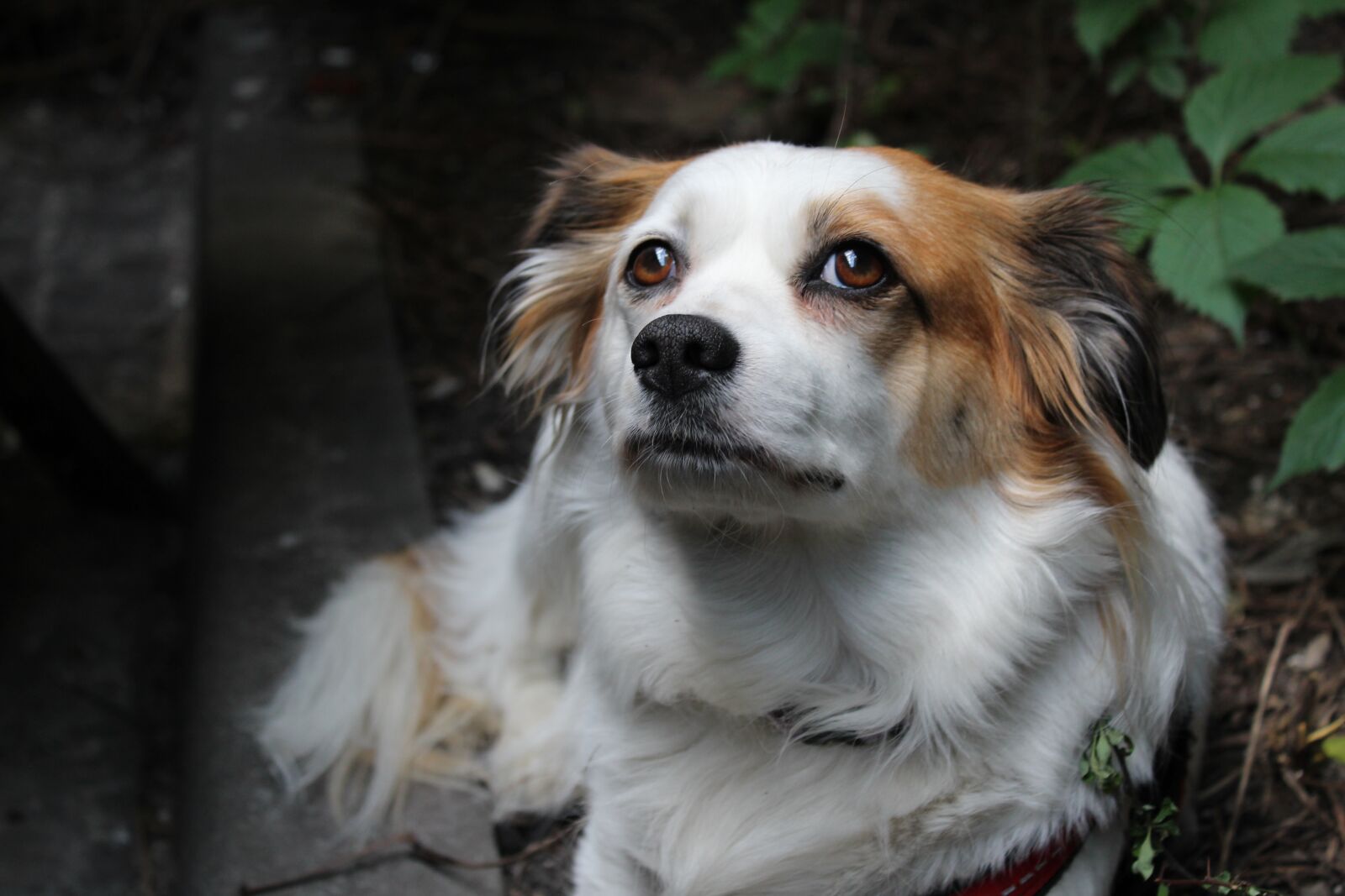 Canon EOS 1300D (EOS Rebel T6 / EOS Kiss X80) sample photo. Dog, płochacz, animal photography