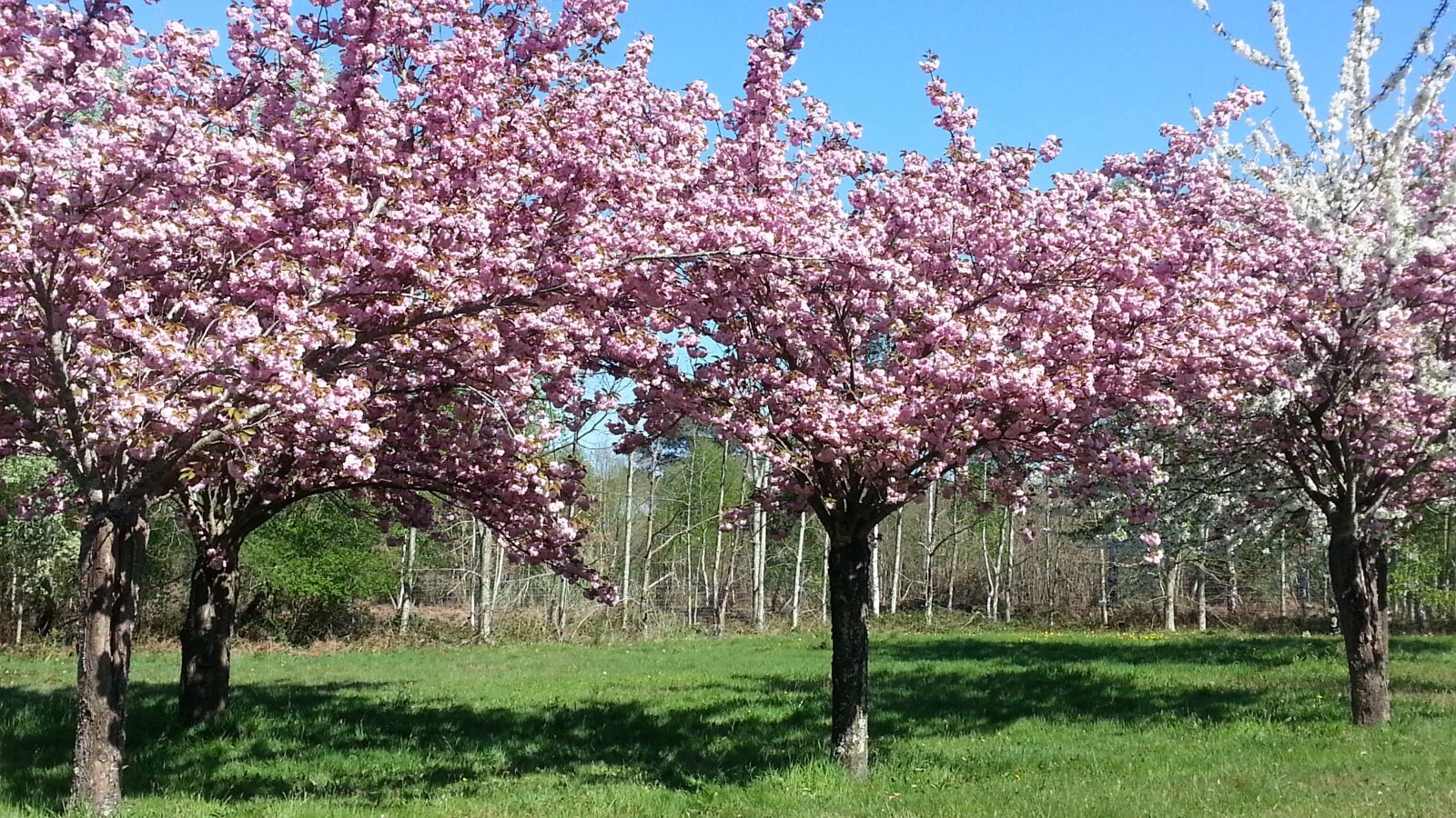 Samsung Galaxy Note2 sample photo. Flowers, tree, pink photography