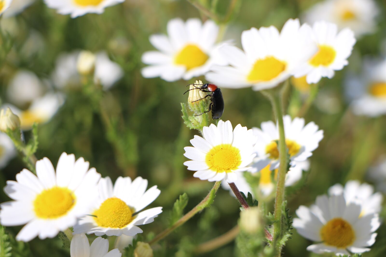 Canon EOS 700D (EOS Rebel T5i / EOS Kiss X7i) sample photo. Marigold, insects, nature photography
