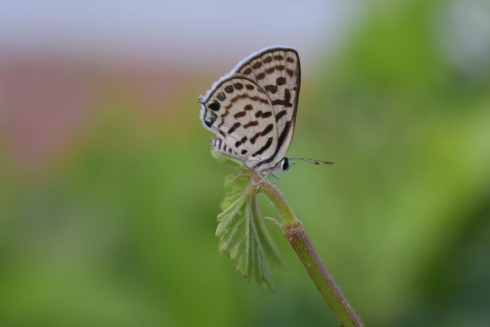 Nikon D3400 sample photo. Butterfly, green, national photography