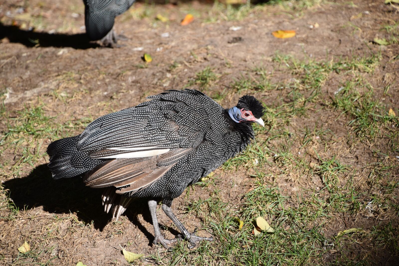 Nikon D5600 sample photo. Bird, turkey, nature photography
