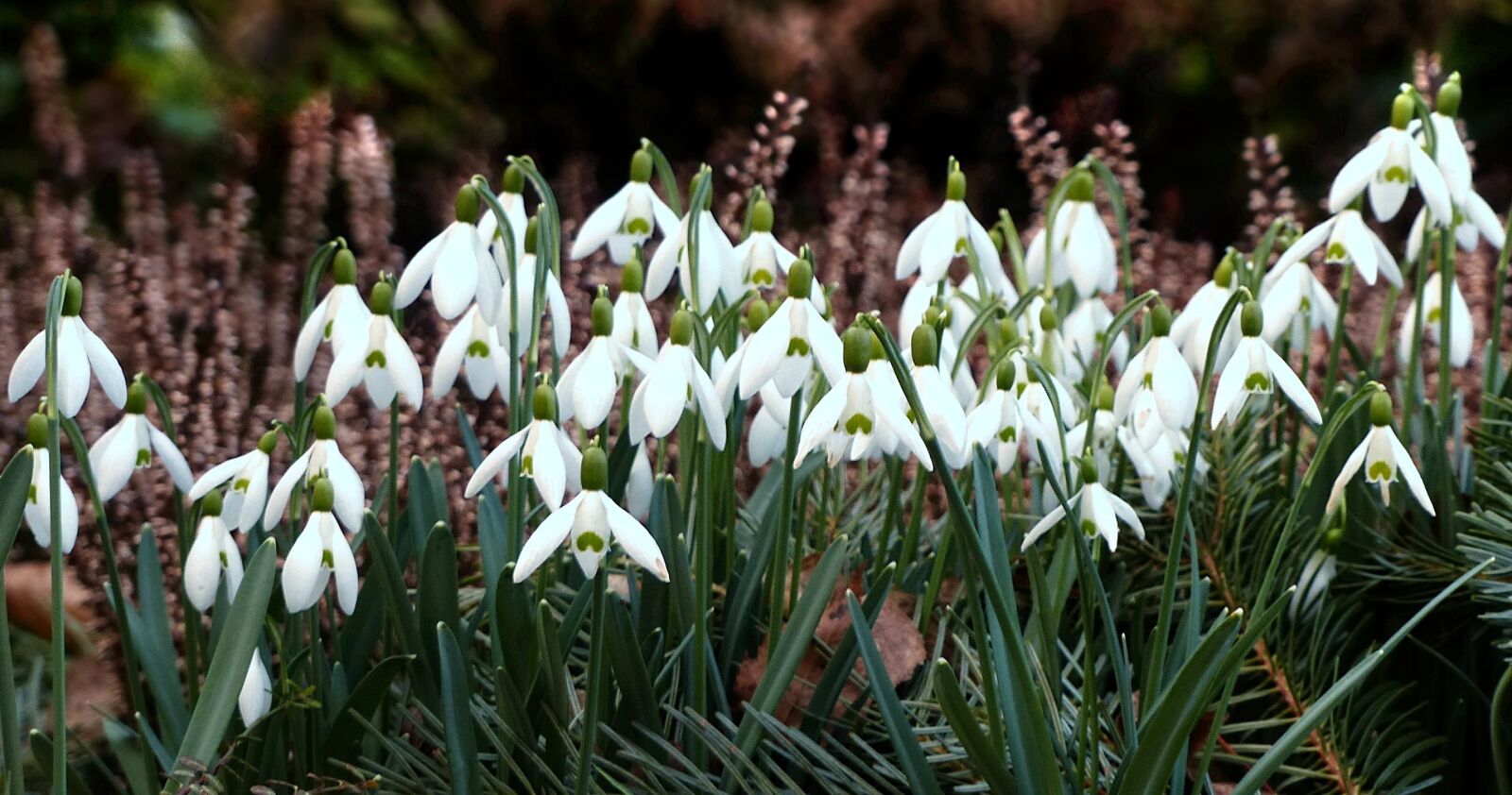 Panasonic Lumix DMC-FZ200 sample photo. Flower, snowdrop, galanthus photography