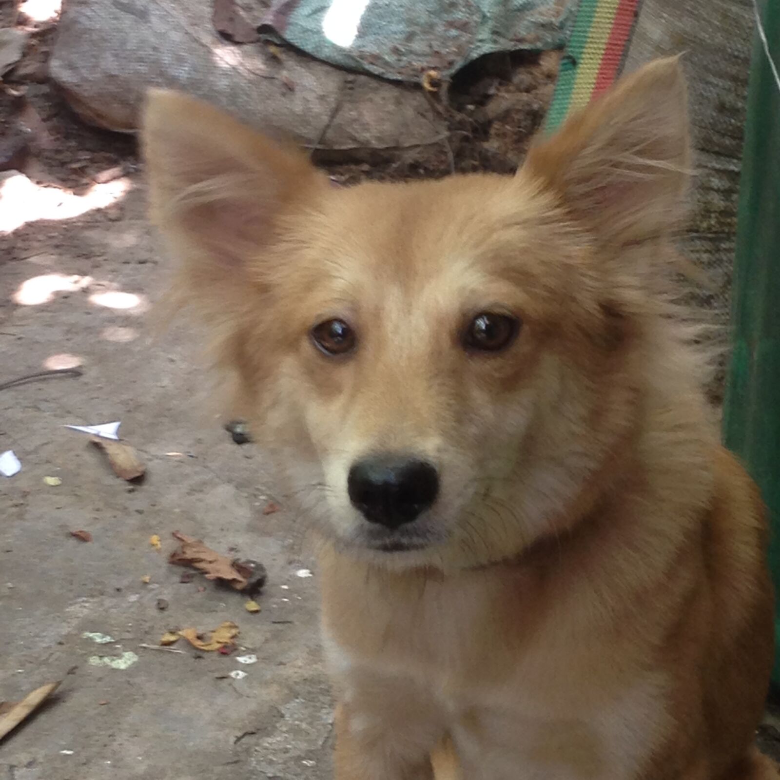 iPhone 5 back camera 4.12mm f/2.4 sample photo. Animal, photography, dog, puppy photography