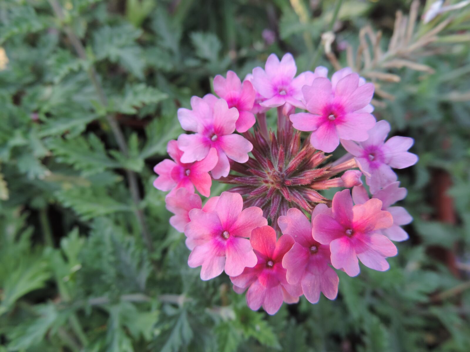 Nikon Coolpix P520 sample photo. Flower, garden, summer photography
