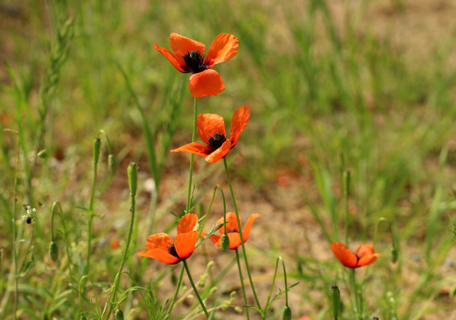 Canon EOS 1200D (EOS Rebel T5 / EOS Kiss X70 / EOS Hi) sample photo. Poppies, wildflowers, red photography