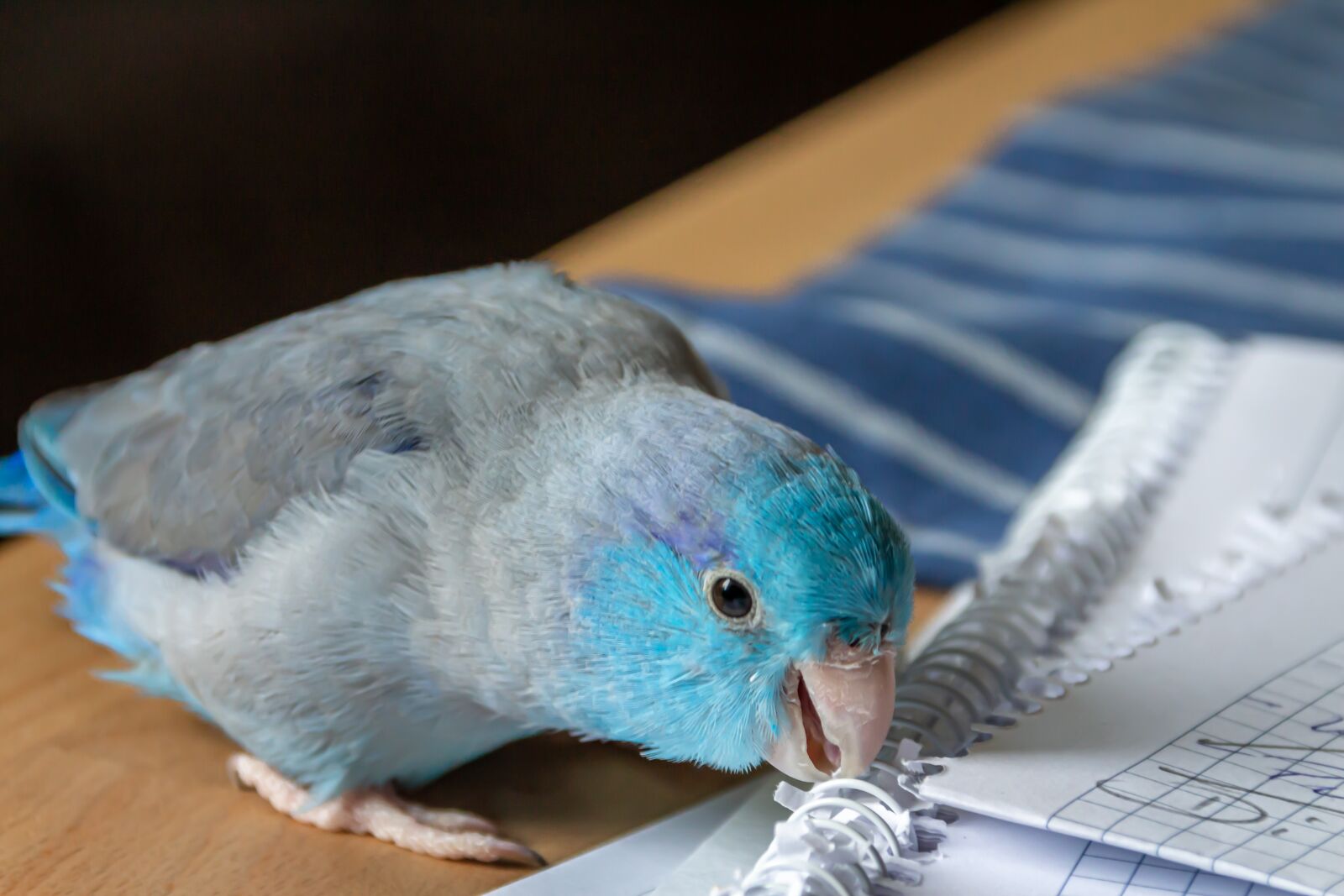 Canon EOS 650D (EOS Rebel T4i / EOS Kiss X6i) sample photo. Animals, parrotlet, blue photography