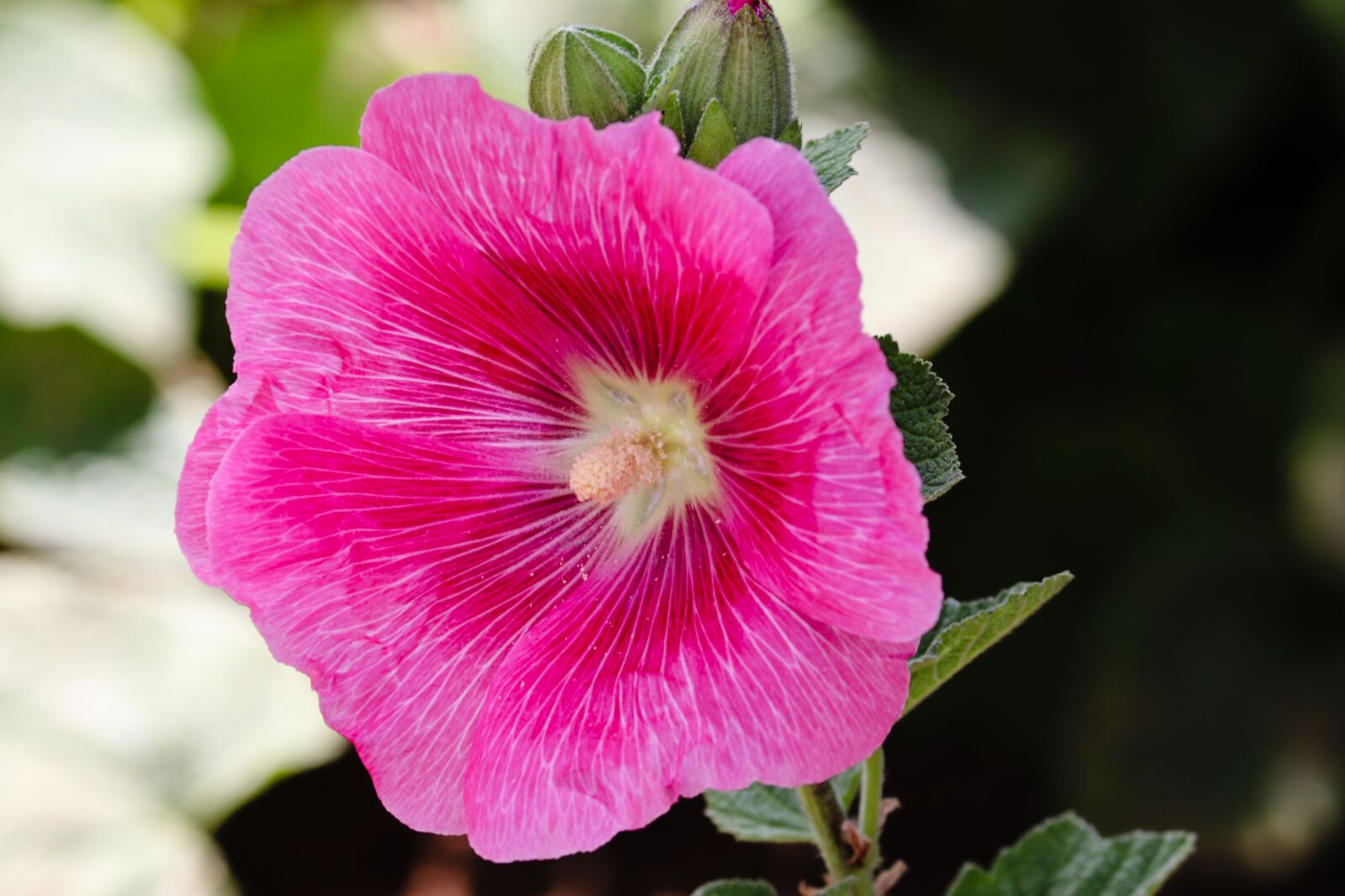 Canon EOS 200D (EOS Rebel SL2 / EOS Kiss X9) sample photo. Flower, pink, garden photography