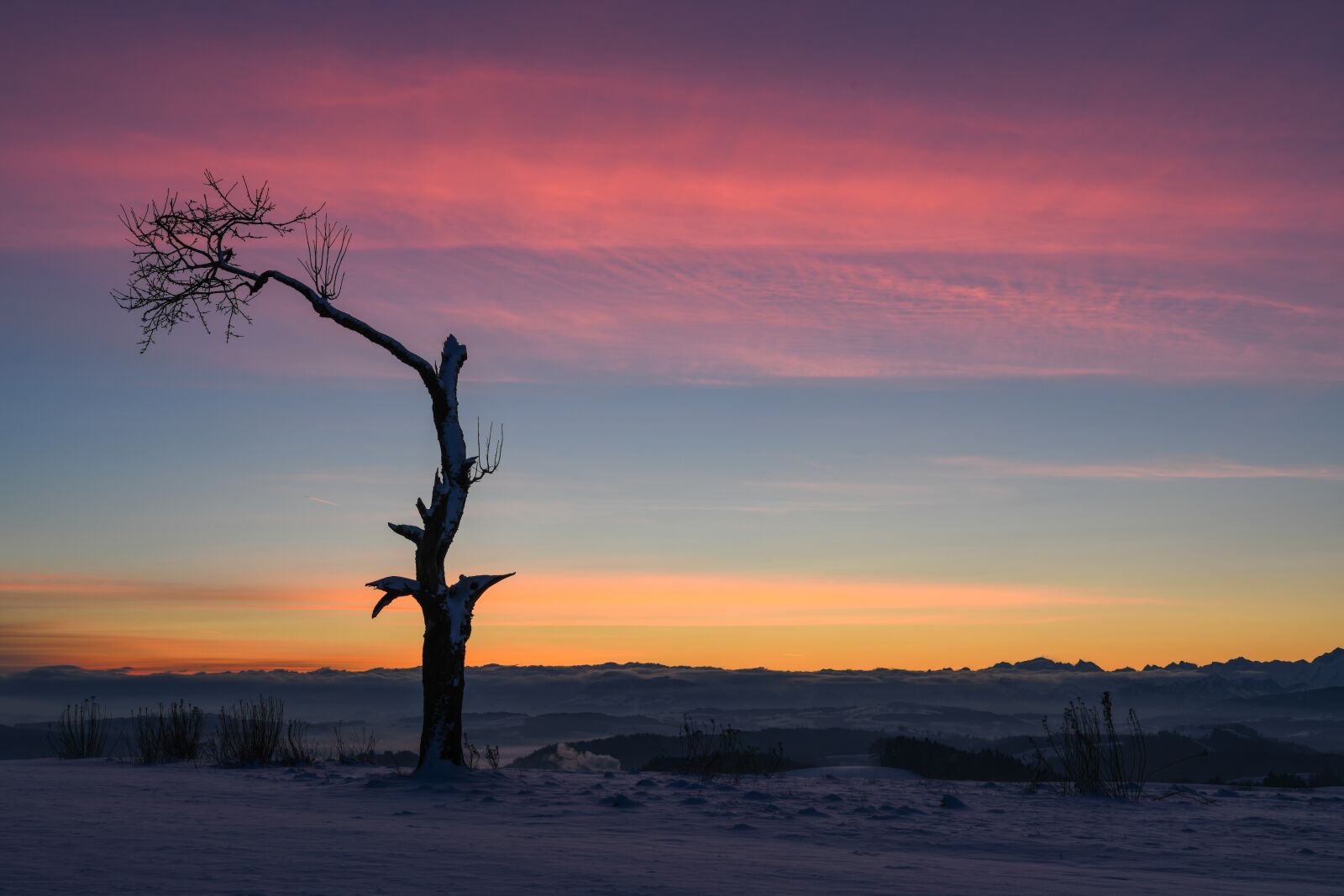 Nikon D850 sample photo. Morgenstimmung, tree, winter photography