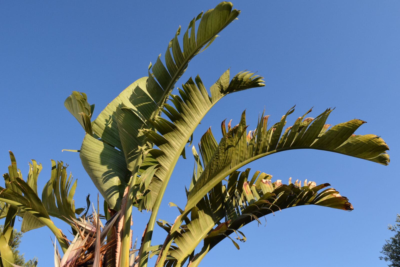 Nikon D3300 sample photo. Banana shrub, ornamental banana photography