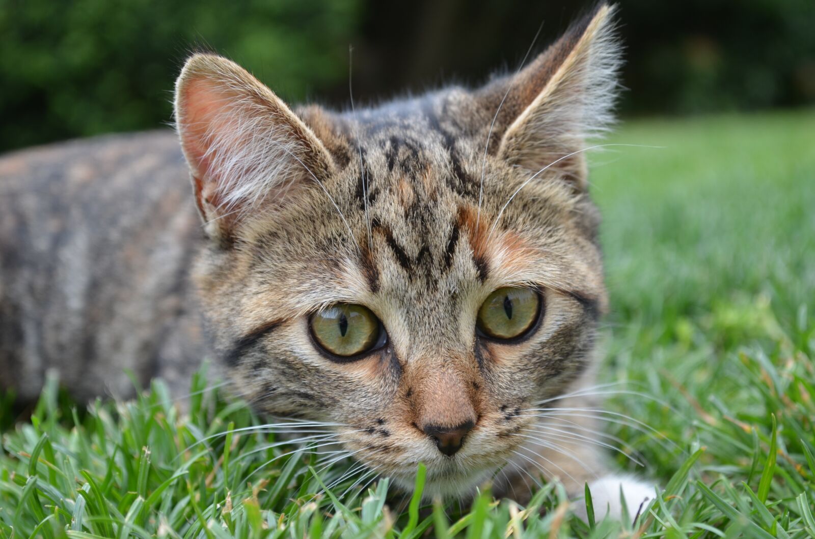 Nikon D5100 sample photo. Cat, grass, domestic animal photography