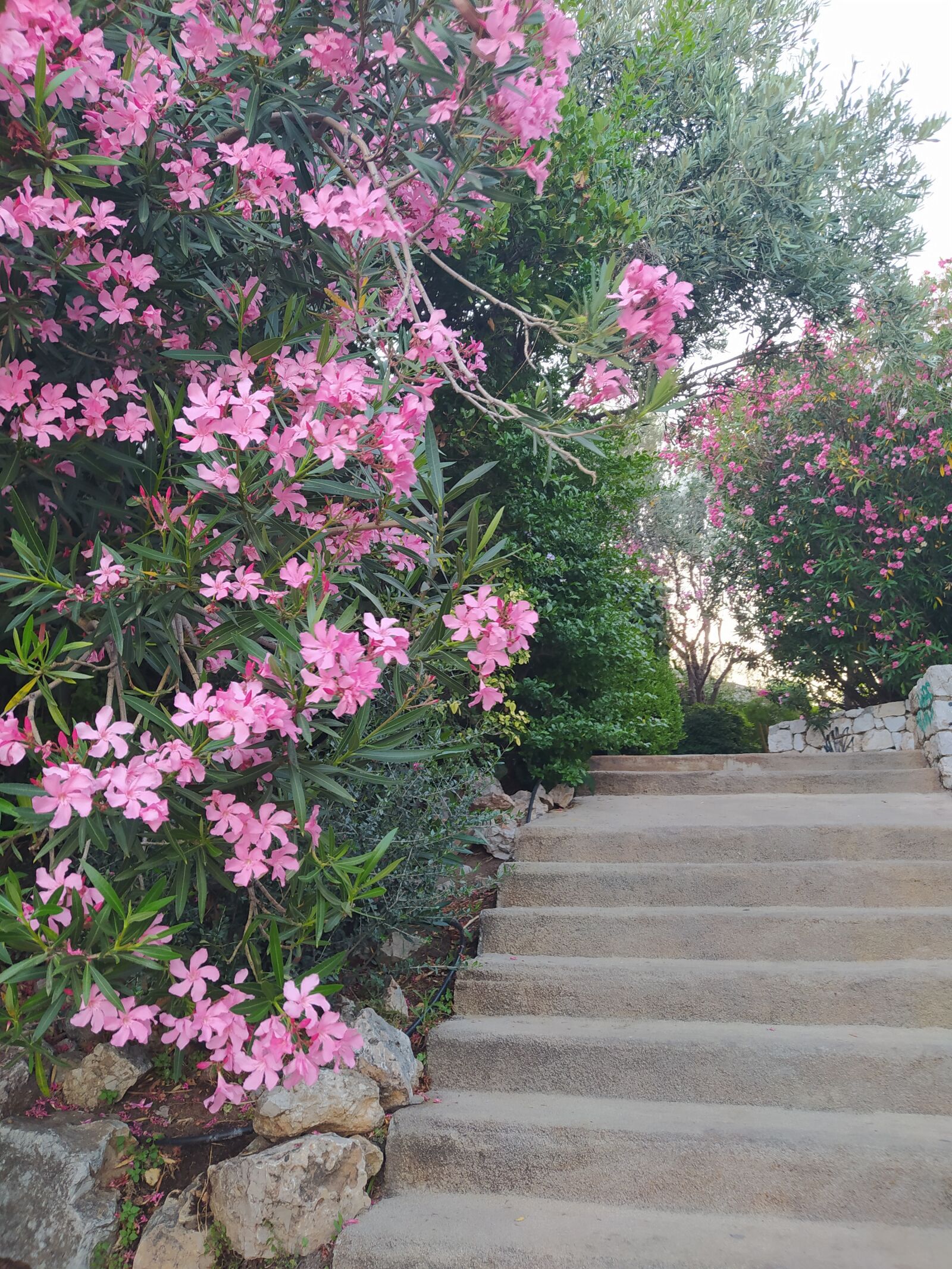 Xiaomi Redmi Note 8 sample photo. Steps, pink, nature photography