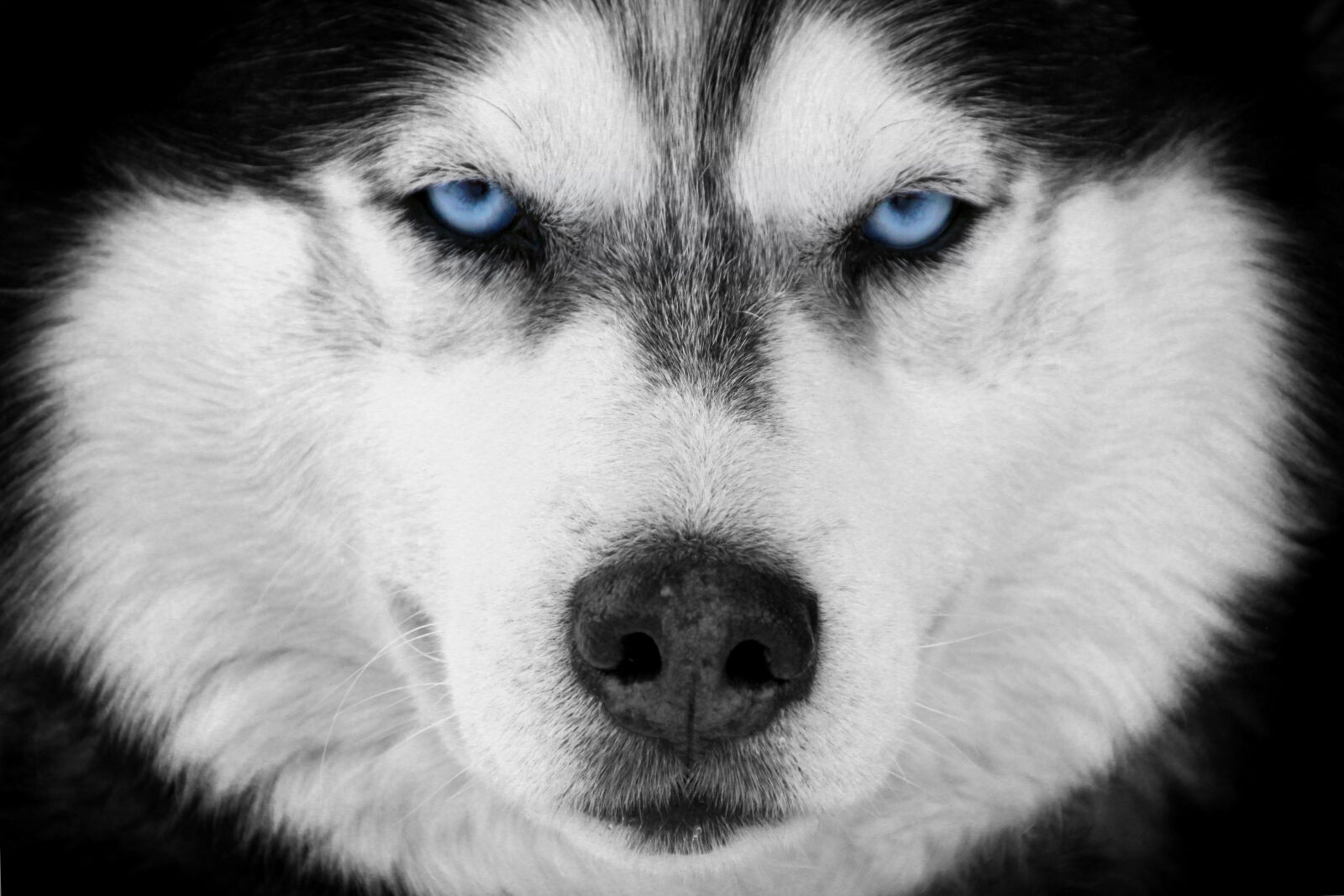 Canon EOS 600D (Rebel EOS T3i / EOS Kiss X5) sample photo. Black, and, white, blue photography