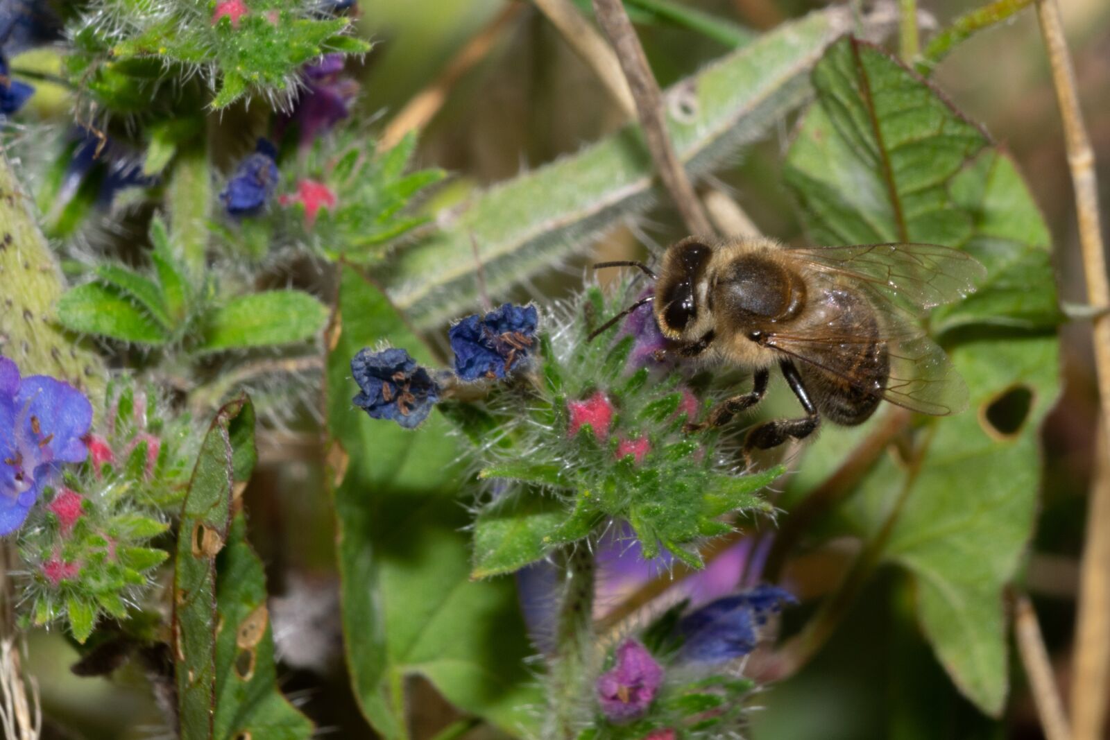 Nikon D3300 sample photo. Bee, flower, nature photography