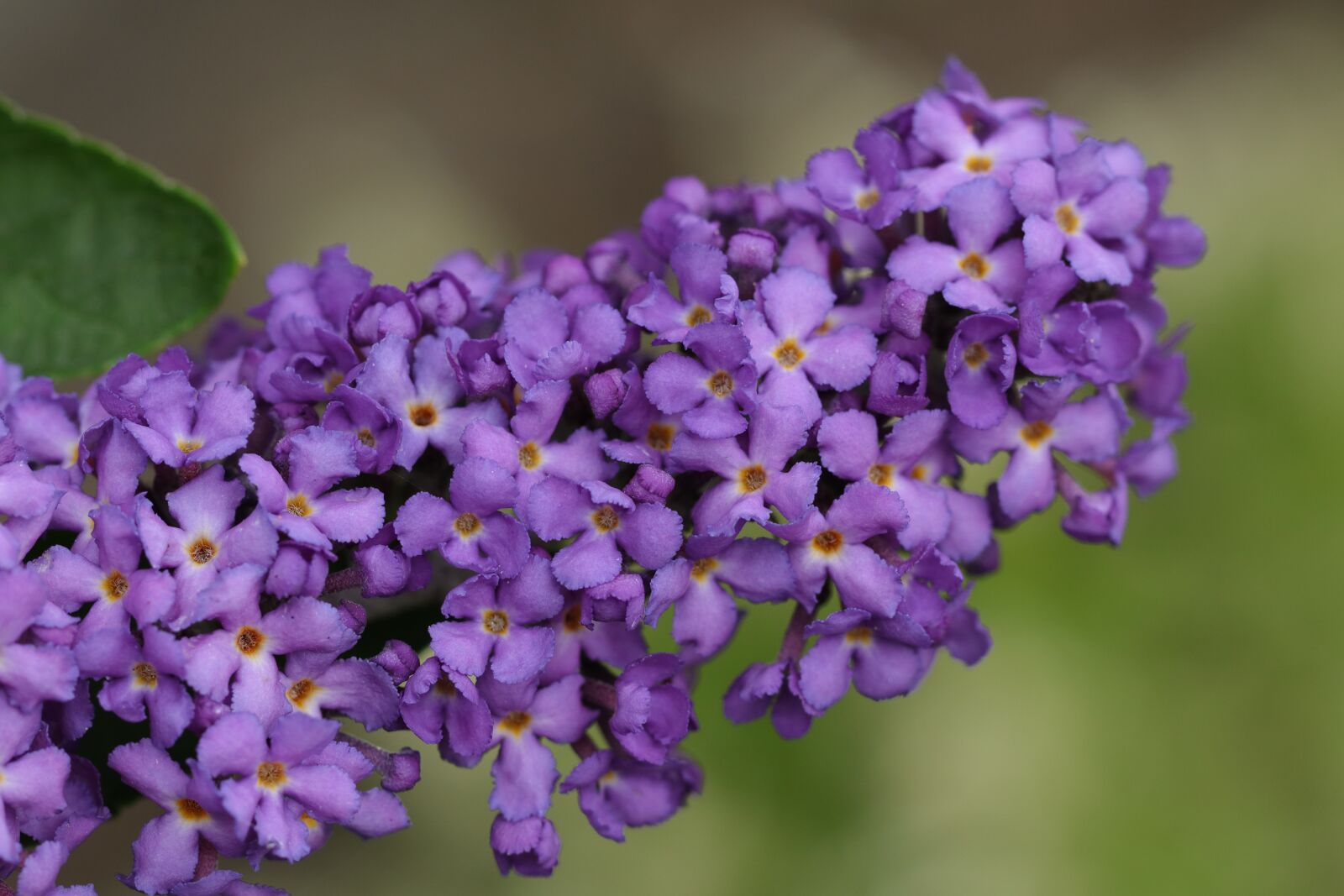 Canon EF 100mm F2.8L Macro IS USM sample photo. Vlinderbloem, bush, lilac photography