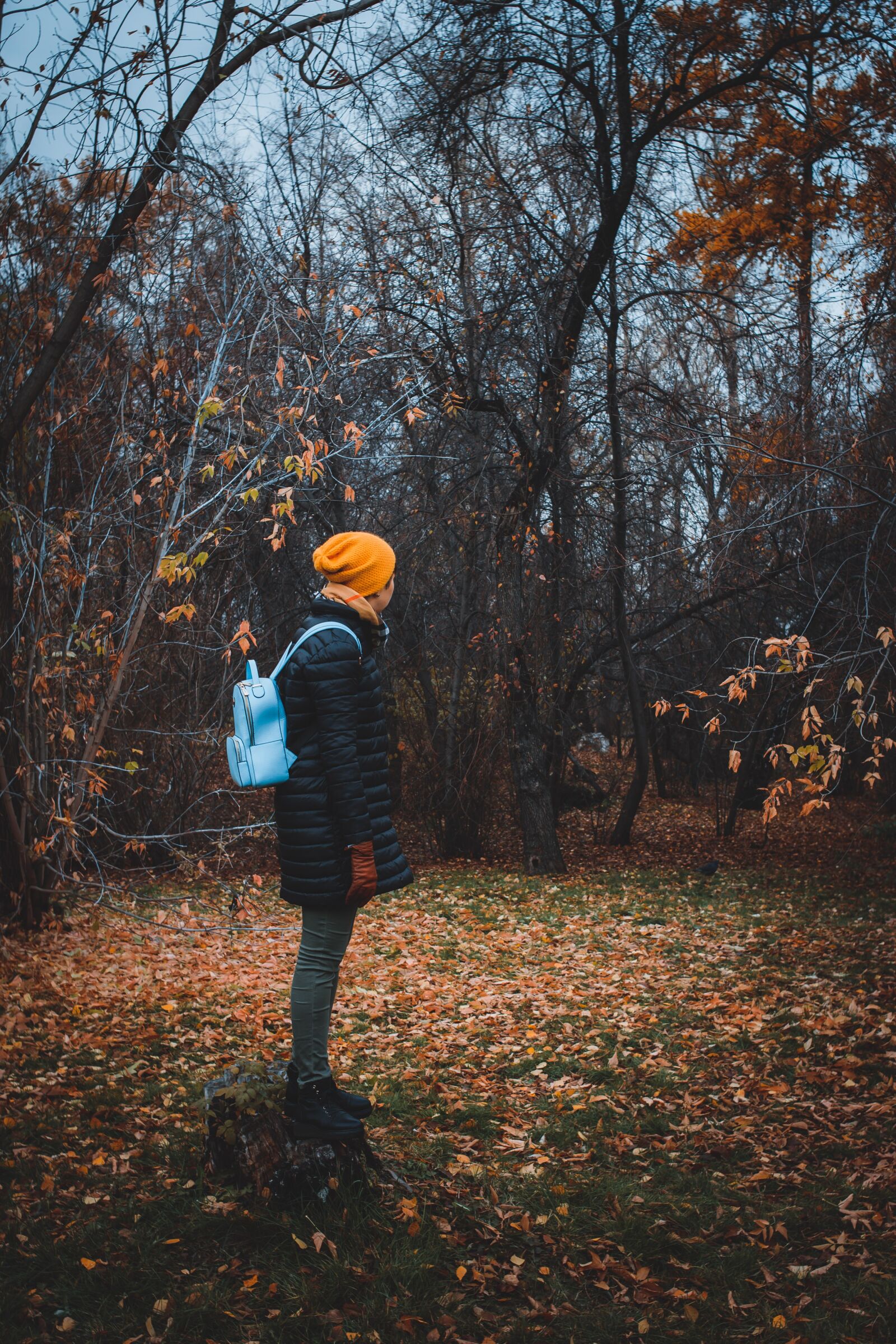 Nikon D5300 sample photo. Forest, park, gloomy photography
