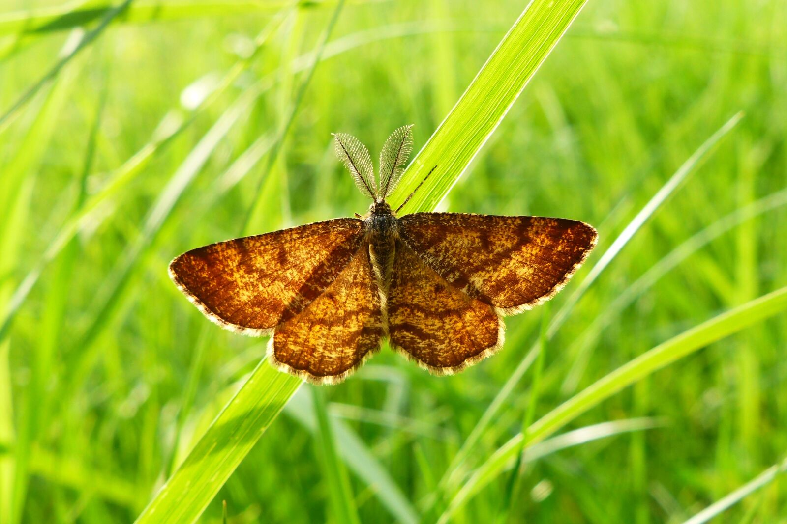 Panasonic Lumix DMC-FZ200 sample photo. Butterfly day, nature, insect photography