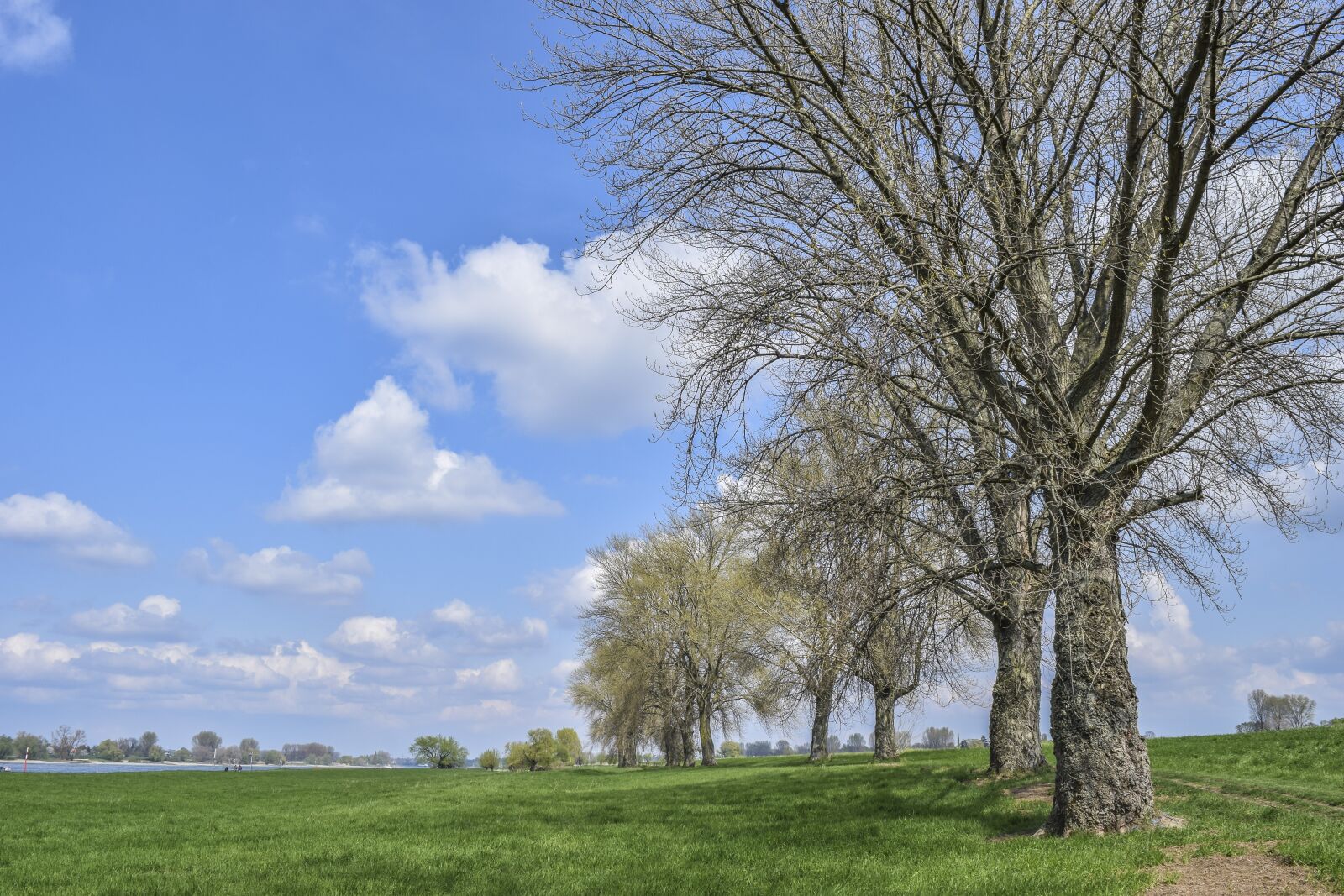 Nikon D3300 sample photo. Trees, landscape, nature photography