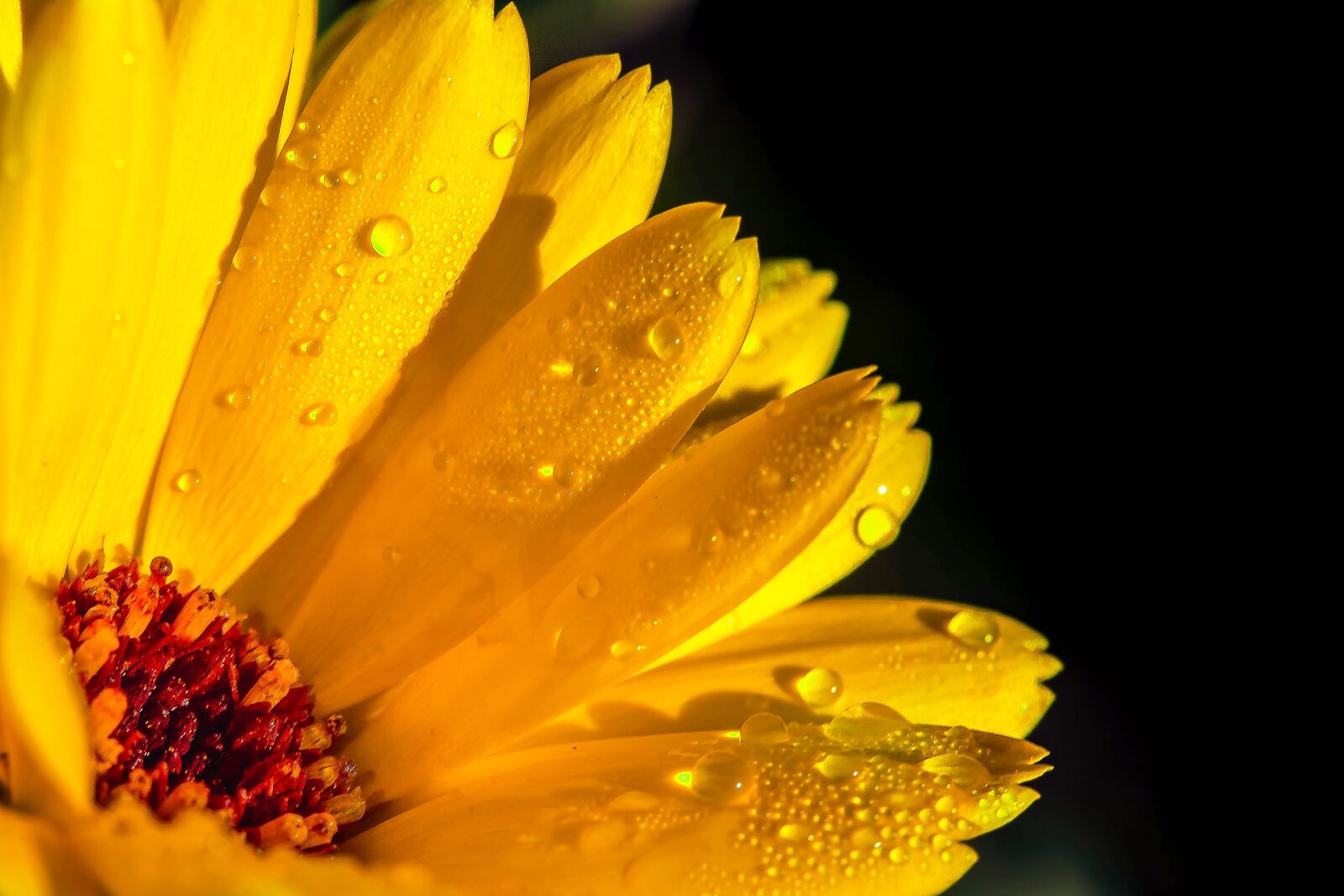 Canon EOS 650D (EOS Rebel T4i / EOS Kiss X6i) sample photo. Marigold, calendula, orange photography