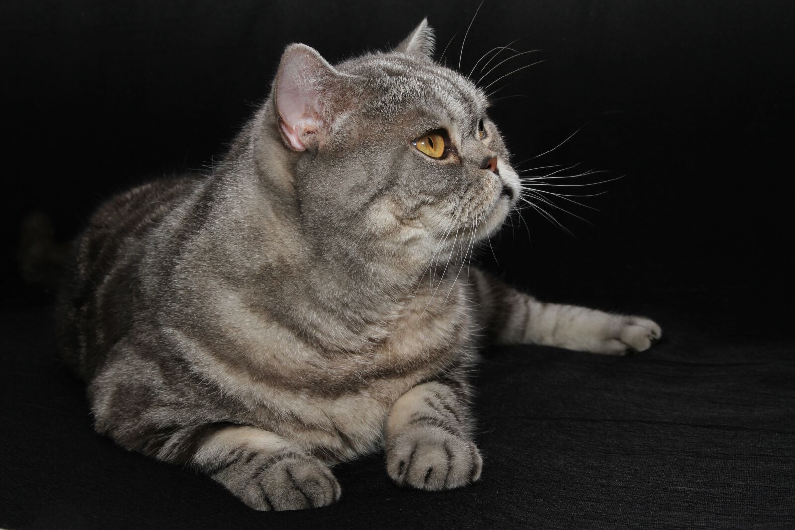 Canon EOS 7D sample photo. Cat, british shorthair, pet photography