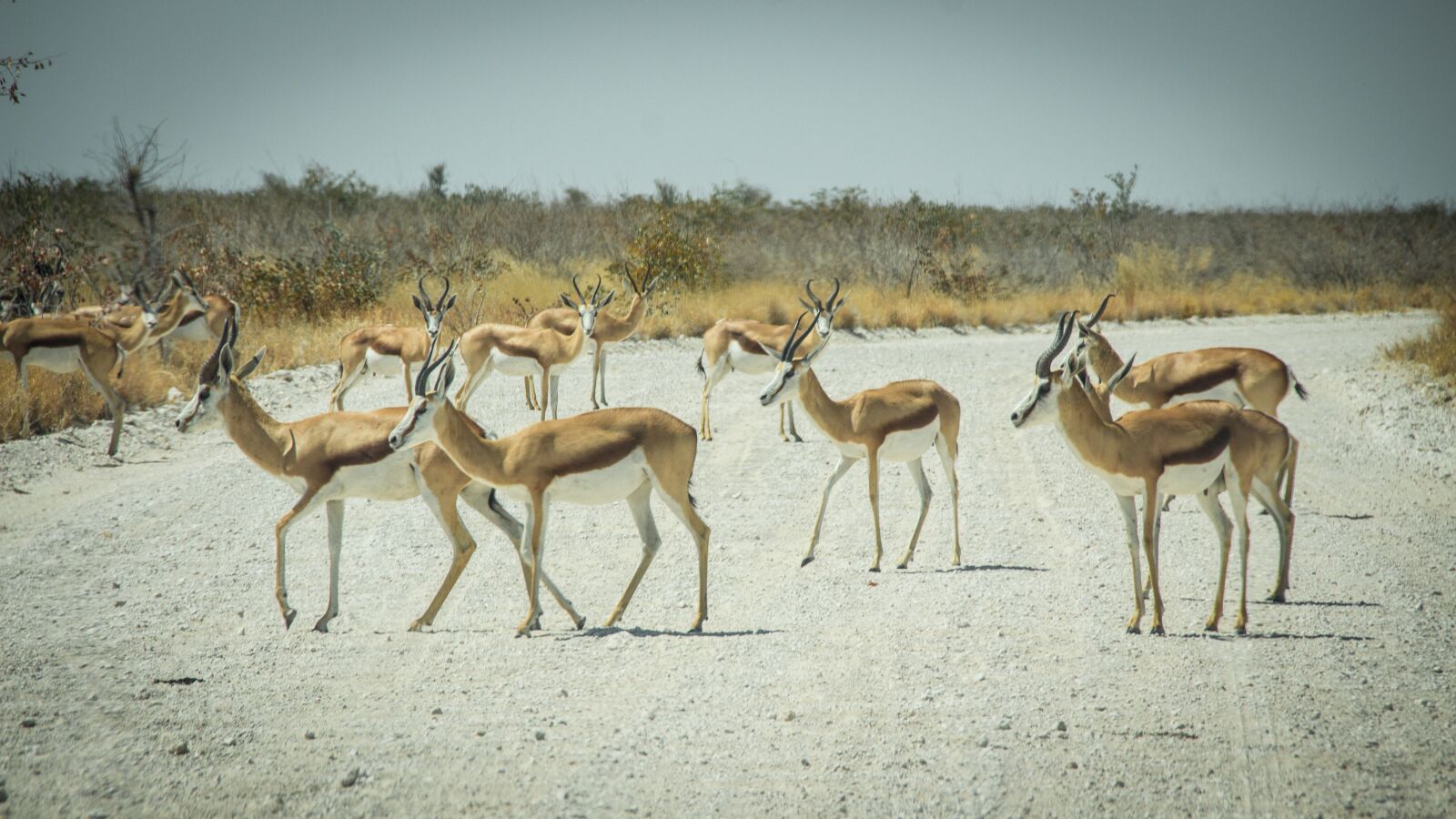 Canon EOS 650D (EOS Rebel T4i / EOS Kiss X6i) sample photo. Namibia, wildlife, africa photography