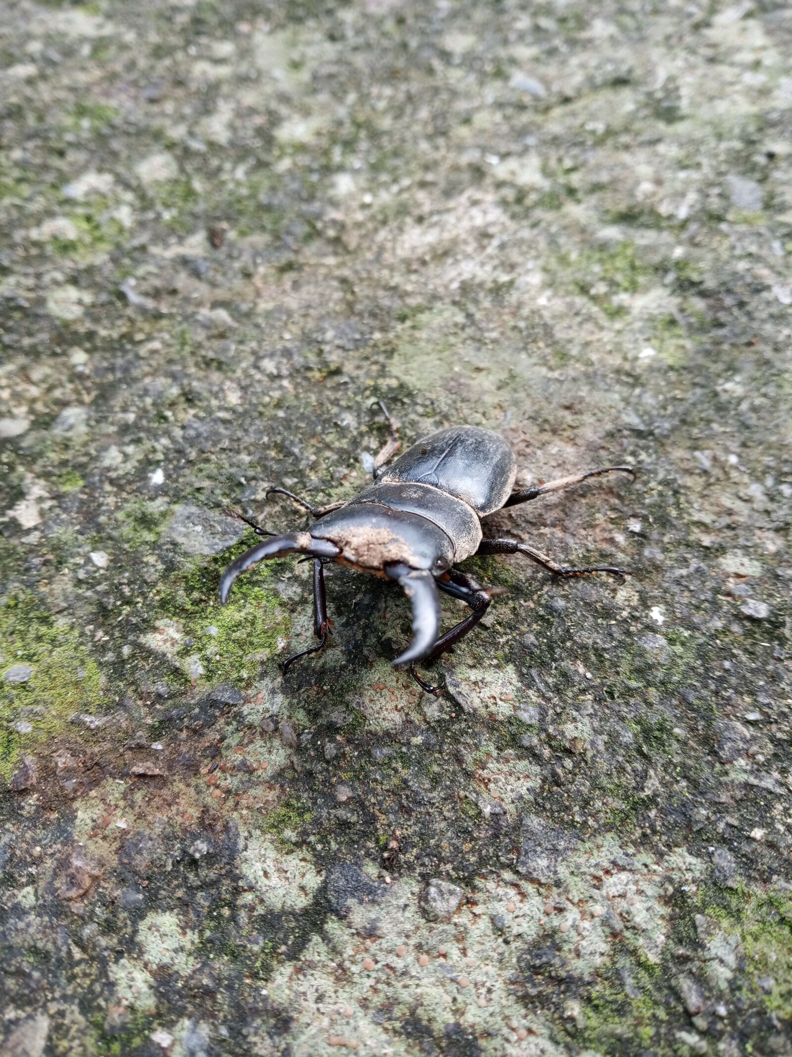 Xiaomi Redmi 6 sample photo. Taiwan, beetle, insect photography