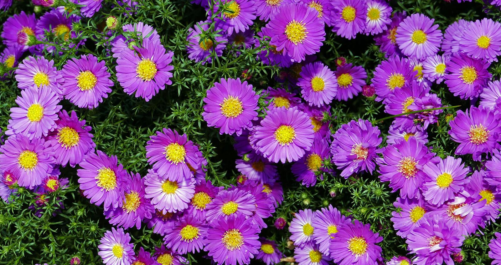 Panasonic Lumix DMC-LX100 sample photo. Autumn flowers, mini asters photography