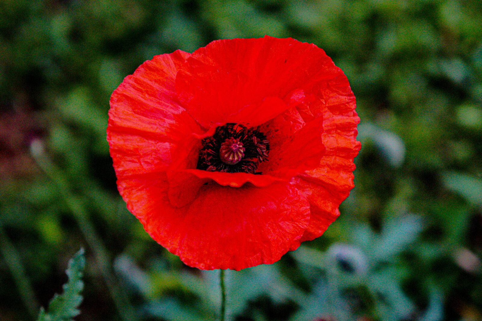 Sony a6000 + Tamron 18-200mm F3.5-6.3 Di III VC sample photo. Poppy, poppies, flower photography