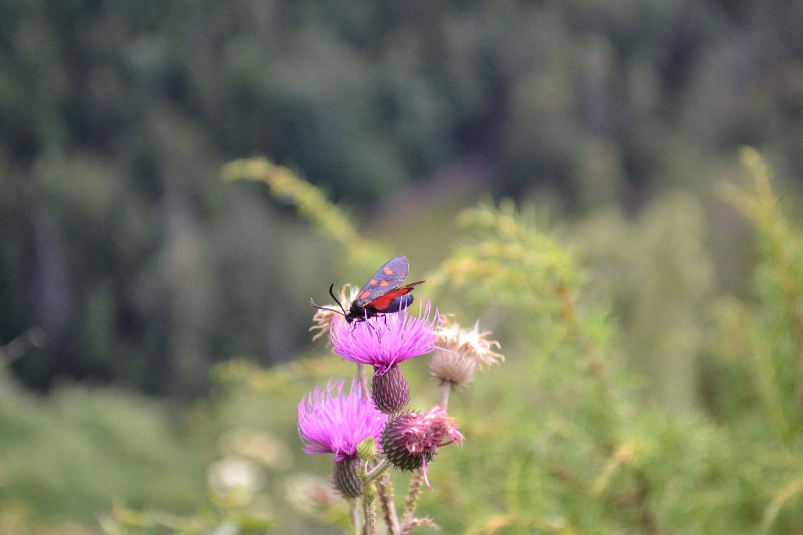 Nikon D3100 sample photo. Insects, flower, nature photography