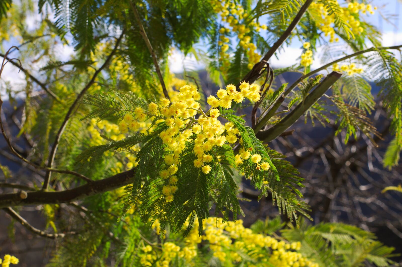 Canon EOS 1100D (EOS Rebel T3 / EOS Kiss X50) sample photo. Mimosas, flower, yellow photography