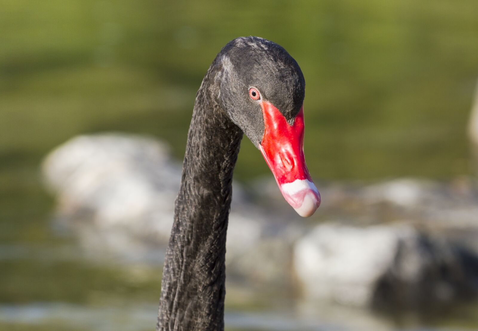 Canon EOS 7D + Canon EF 70-200mm F4L USM sample photo. Black swan, mourning swan photography