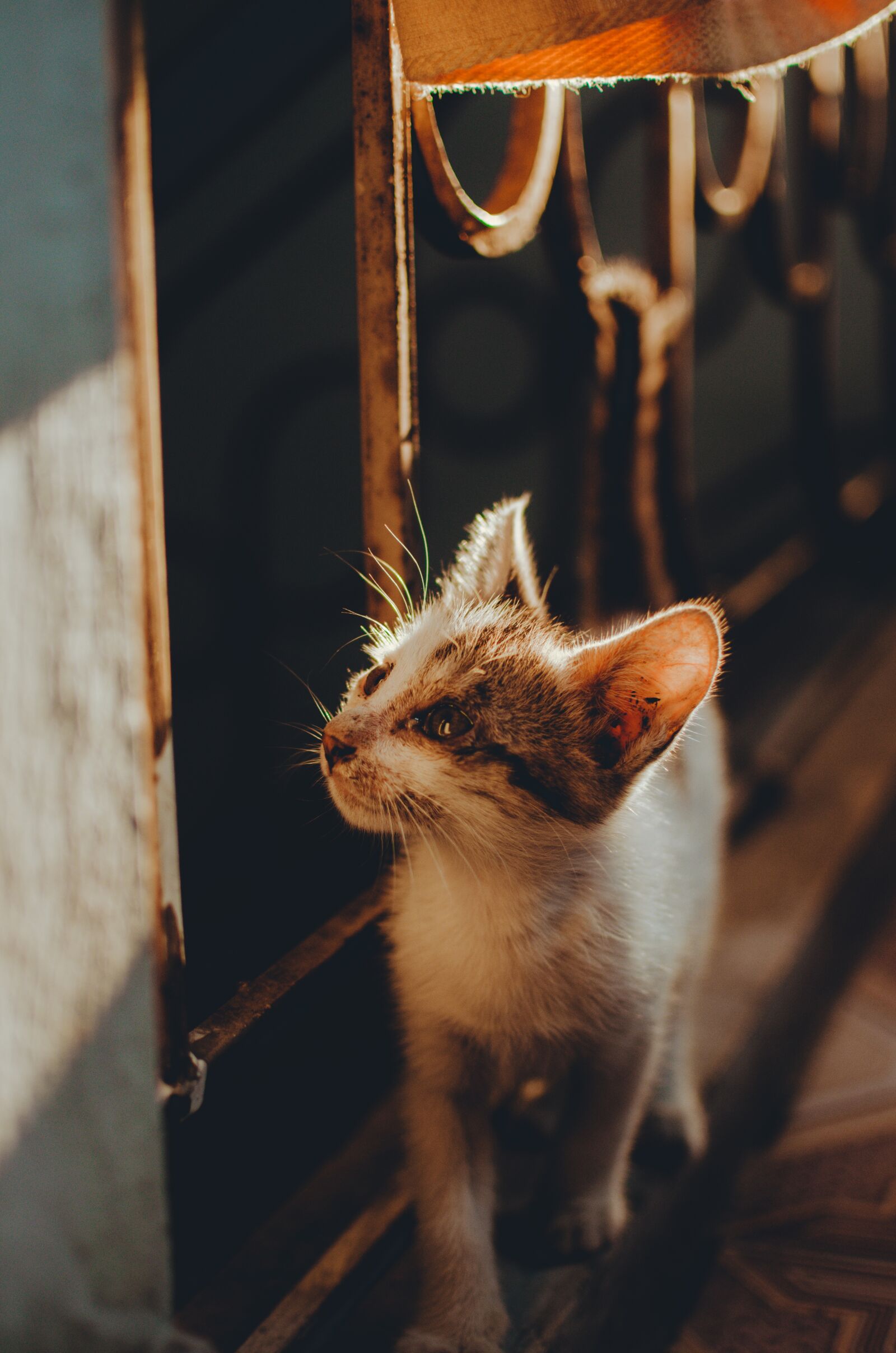 Nikon D5100 sample photo. Cat, sunny, pet photography