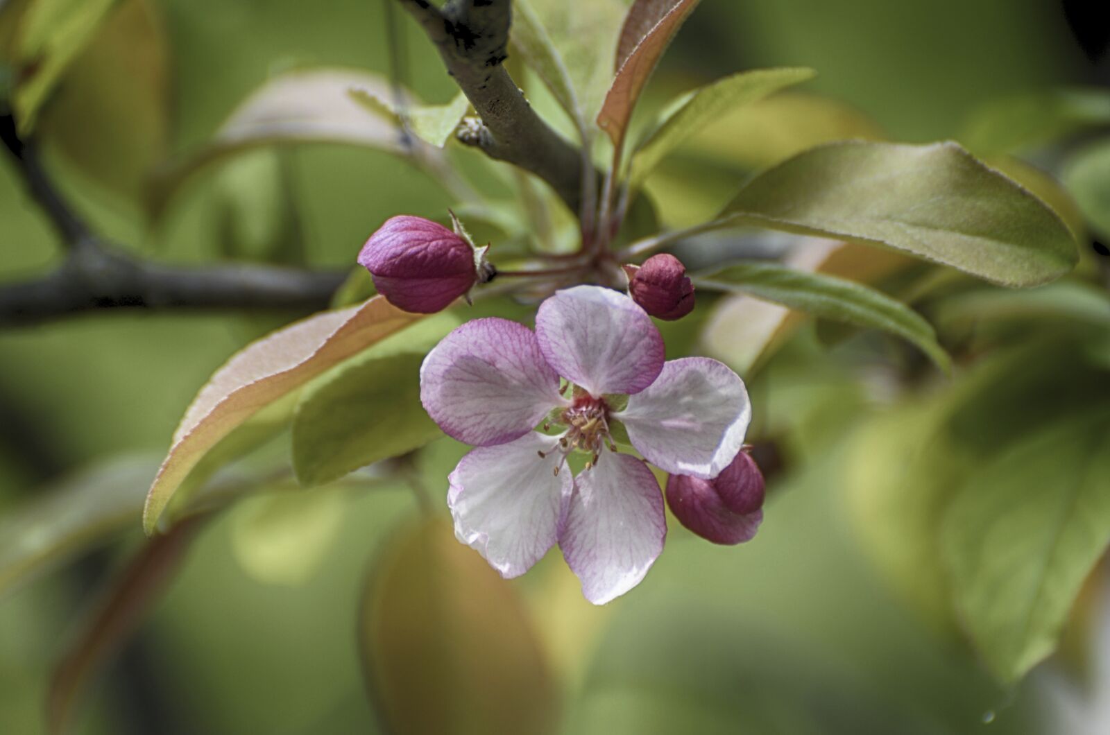 Nikon D7000 sample photo. Flowers blooming, apple flowers photography