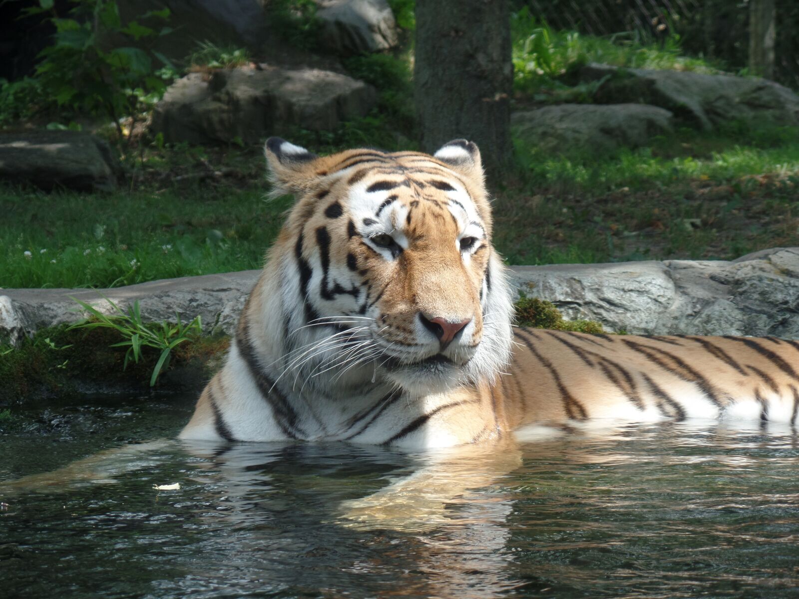 Samsung WB350F/WB351F/WB352F sample photo. Tigress, nature, zoo photography