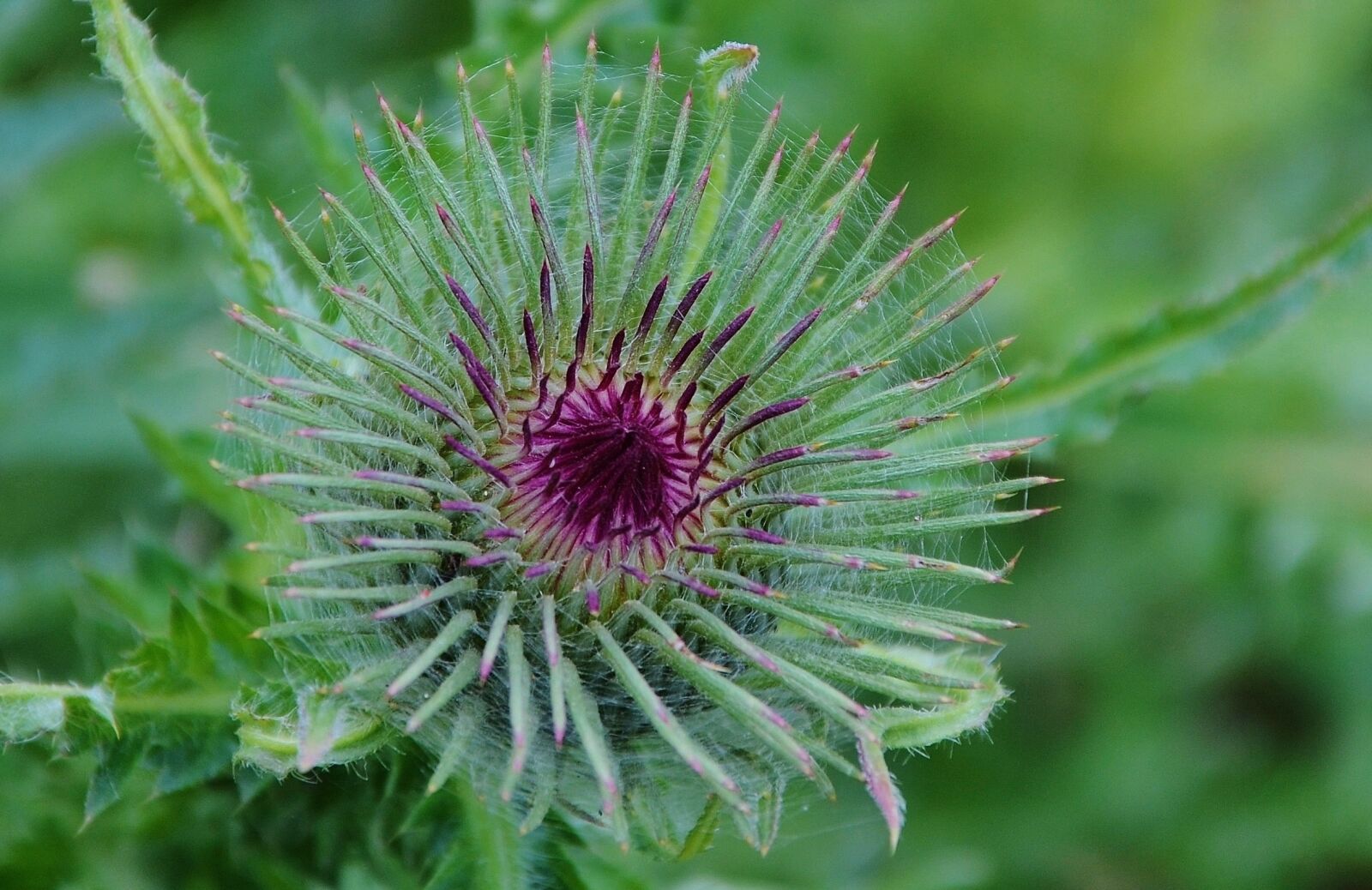 Nikon D7000 sample photo. Flower, natur, spring photography