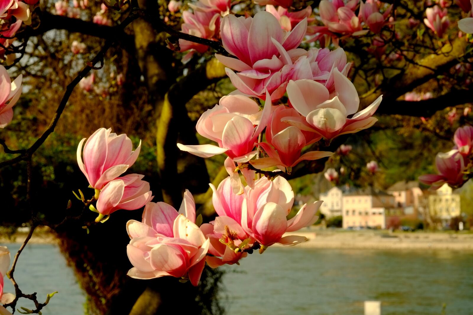 Fujifilm X-E1 sample photo. Magnolia, magnolia tree, spring photography