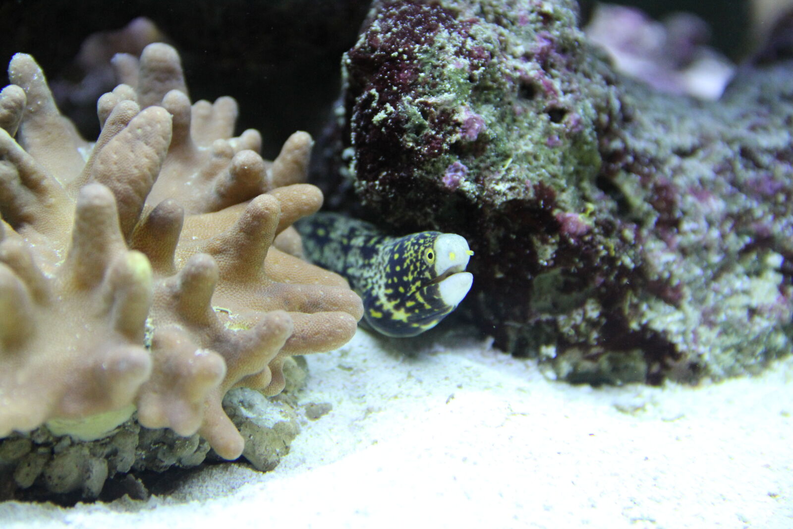 Canon EOS 60D sample photo. Coral, reef, corals, muraena photography