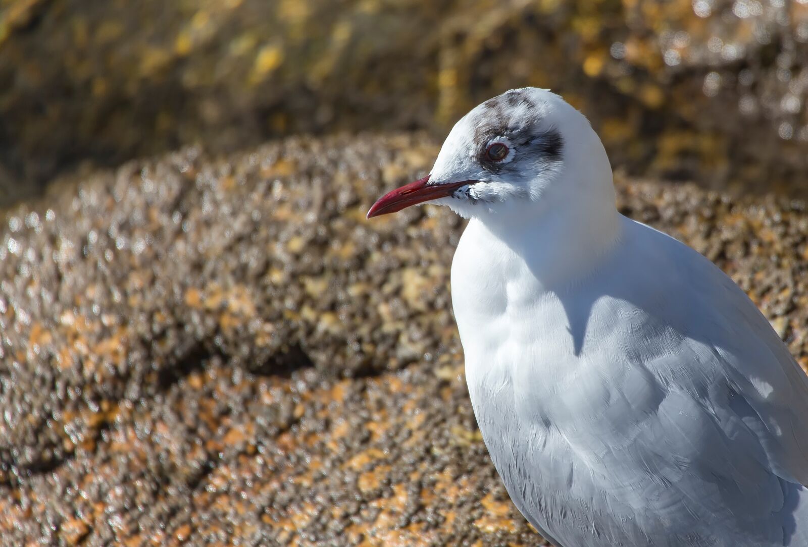 Canon EOS 6D sample photo. Auk, ave, bird photography