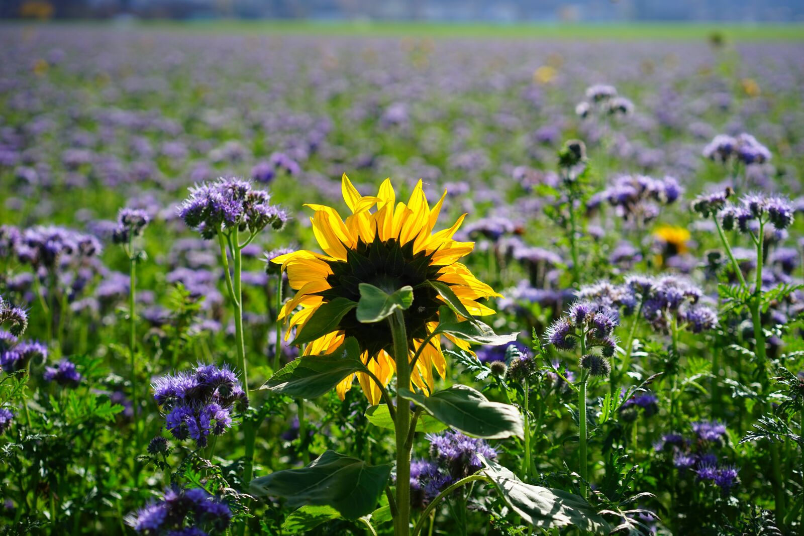Sony a7 + Sony Sonnar T* FE 55mm F1.8 ZA sample photo. Sunflower, flower, yellow photography