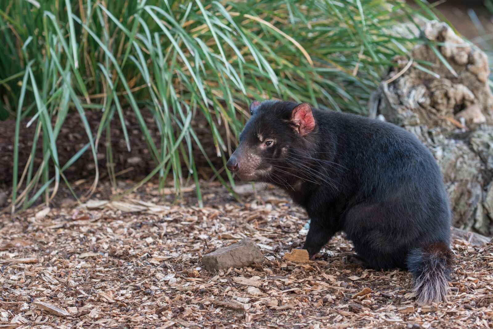 Nikon D750 sample photo. Tasmanian devil, tassie devil photography
