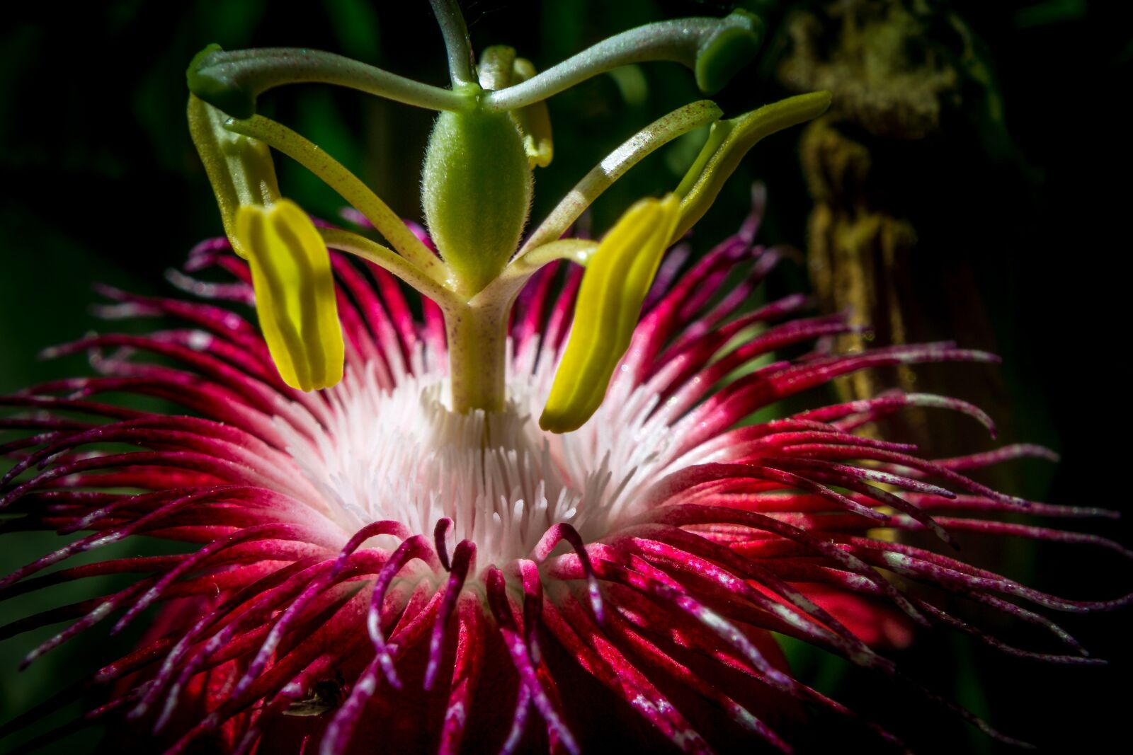 Sony a6000 + Sony E 35mm F1.8 OSS sample photo. Passion flower, flower, blossom photography